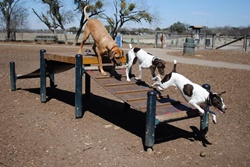 san antonio dog park