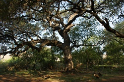 dog park san antonio